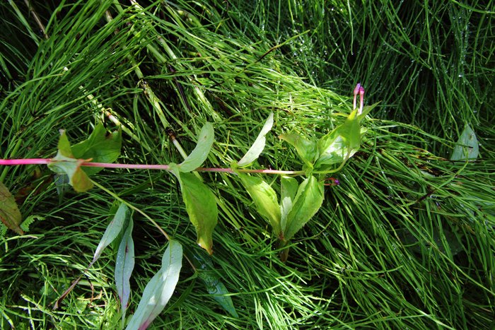 Photos from August 7, on our smallest adventure.