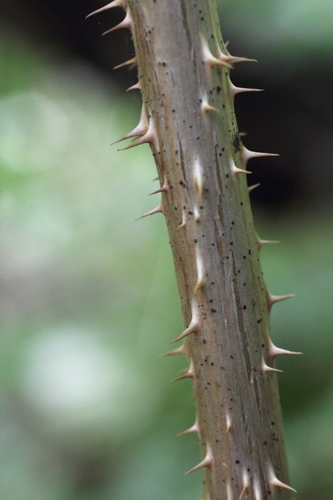 Photos from the alder and dinner