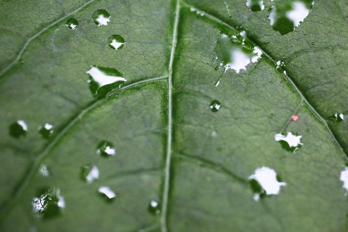 Photos from the alder and dinner