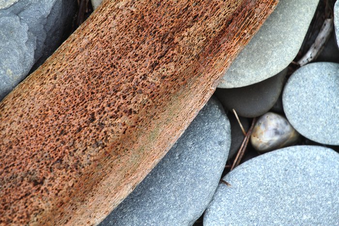 Large bones weathered and stained by soil erode onto the beach north of Point Hope.