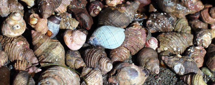 Gathered under a rocky overhang in the mid intertidal
