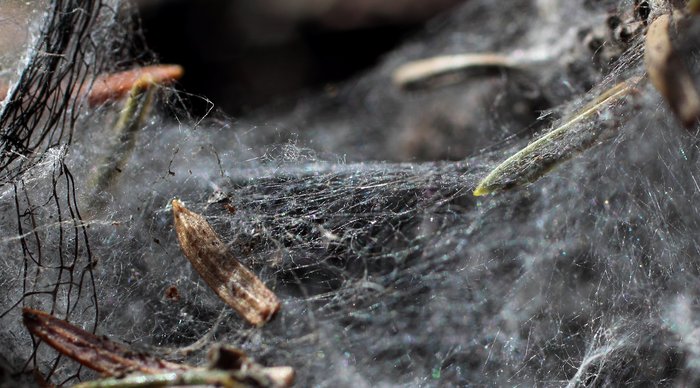 I'm not actually sure if this is a lichen. Its grey threads grow on top of snowy ground, then when the snow melts, it carpets the ground in a grey cobweb.