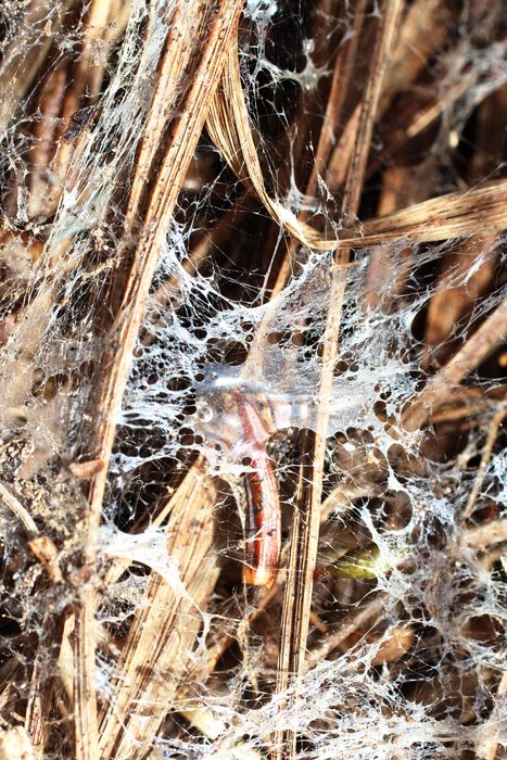 I'm not actually sure if this is a lichen. Its grey threads grow on top of snowy ground, then when the snow melts, it carpets the ground in a grey cobweb.