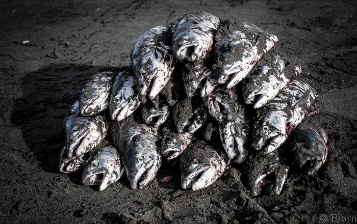 Bounty from the river.