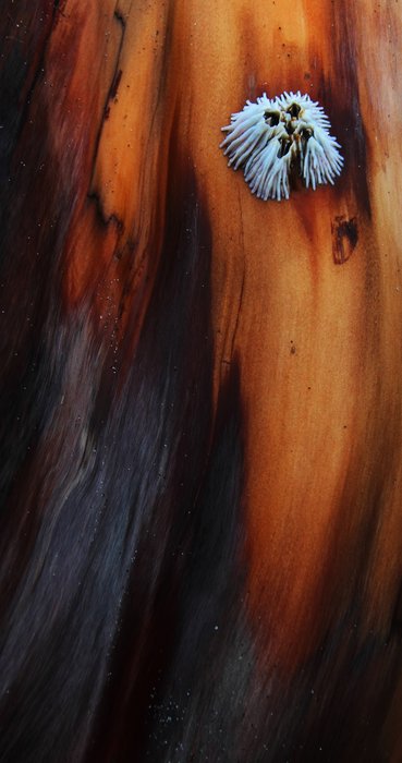 The famously universal glue of the barnacle held fast on this smooth wood.