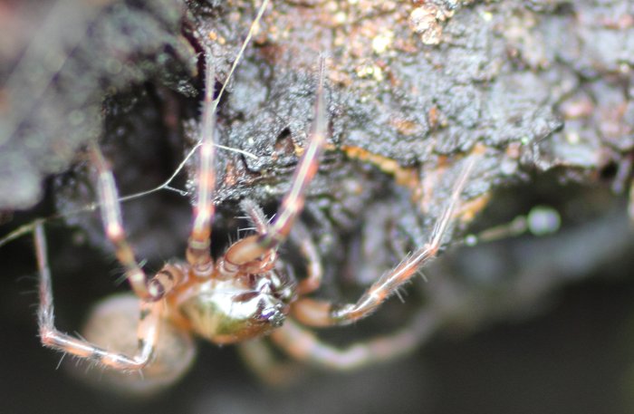 A new interest in insects has me peeling away bark to find spiders.