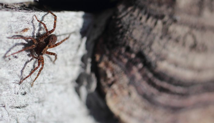 A spider on a log in the clearcut