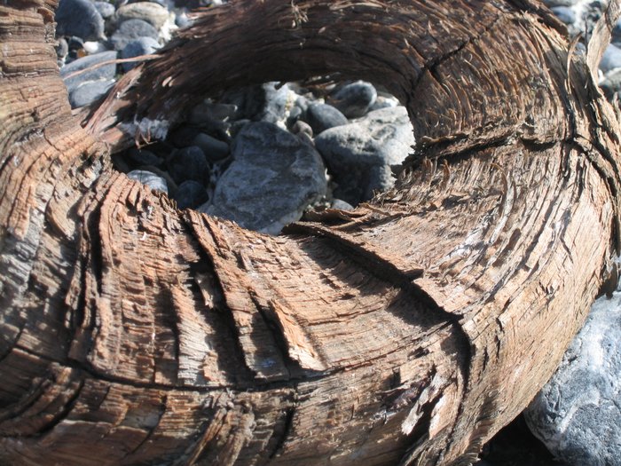 Age hasn't been kind to this Dall Sheep horn.