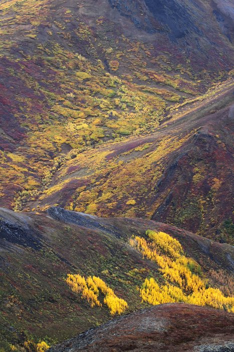 Young patches of cottonwood, yellow with the fall, spread to take advantage of a warming arctic.