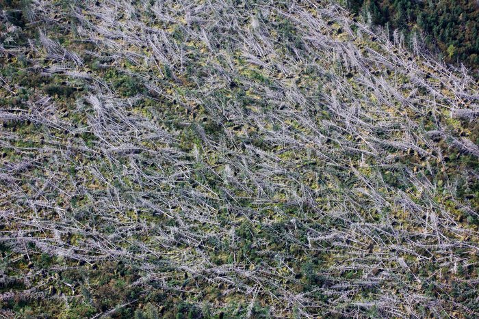 Several years ago (maybe 2012?) there was a huge storm on the south side of the peninsula that flattened vast expanses of forest, including this patch in Taylor Valley.