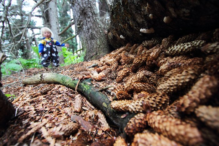 Playing in the treasure trove of spruce cones stored by squirrels.
