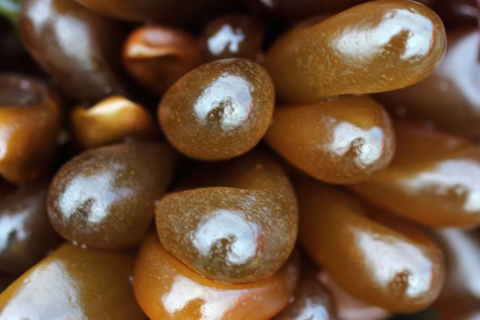 My reflection in every lobe.