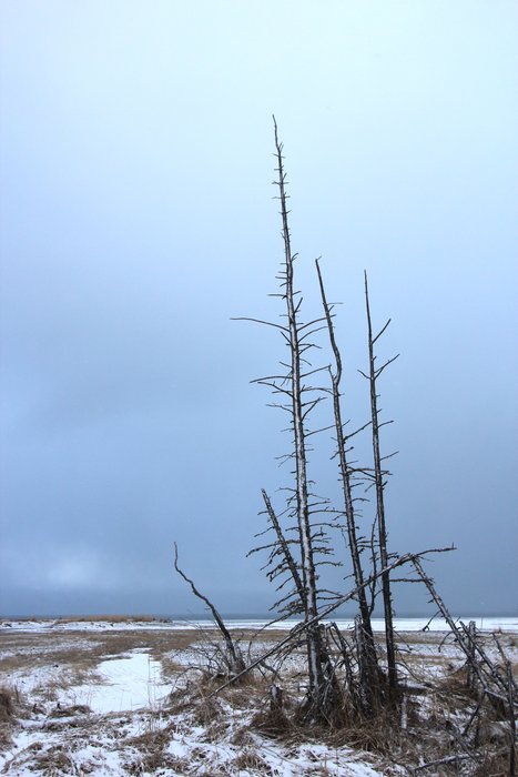 Trees killed after the land subsided during the 1964 earthquake still stand above the coast.