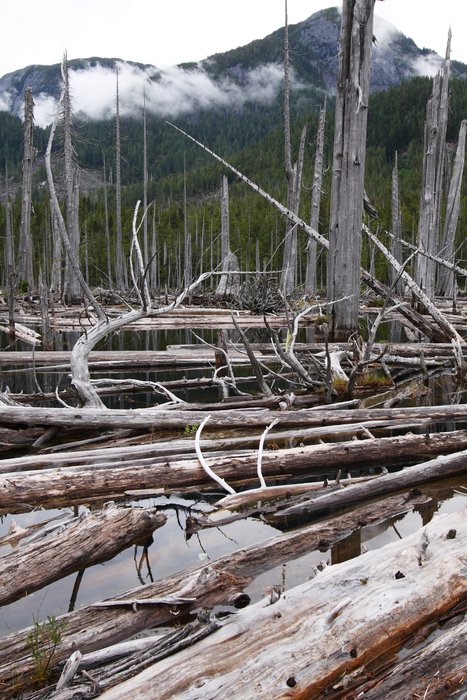 Trees drowned nearly a century ago as this lake rose behind a dam.  Those still standing are likely rot-resistant red cedar.
