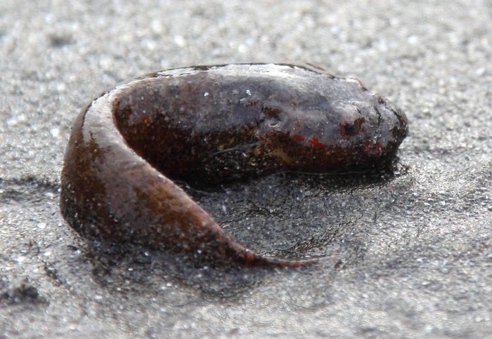 April 9, 2012.  Outside Beach (west end), Kachemak Bay.
