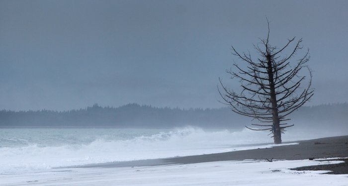 The base of this dead tree is washed by waves, on a shrinking beach on Alaska's Lost Coast, near the rapidly-melting edge of Malaspina Glacier.  Here, <a href="http://www.groundtruthtrekking.org/Essays/Global-warming-coastal-erosion-malaspina-glacier.html">global warming is leading to rapid coastal erosion</a>.