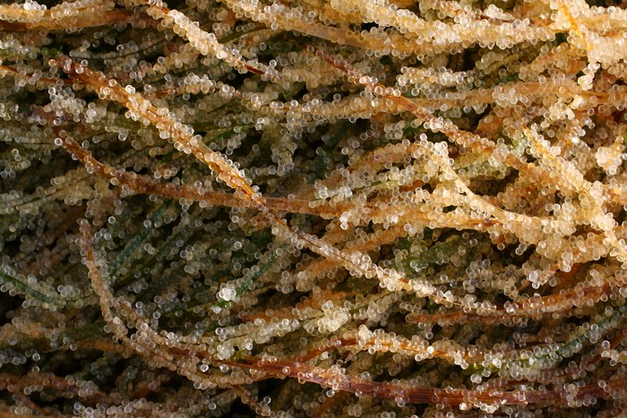 Photo showing herring eggs laid on the beaches of Sitka in mid-April, 2011.