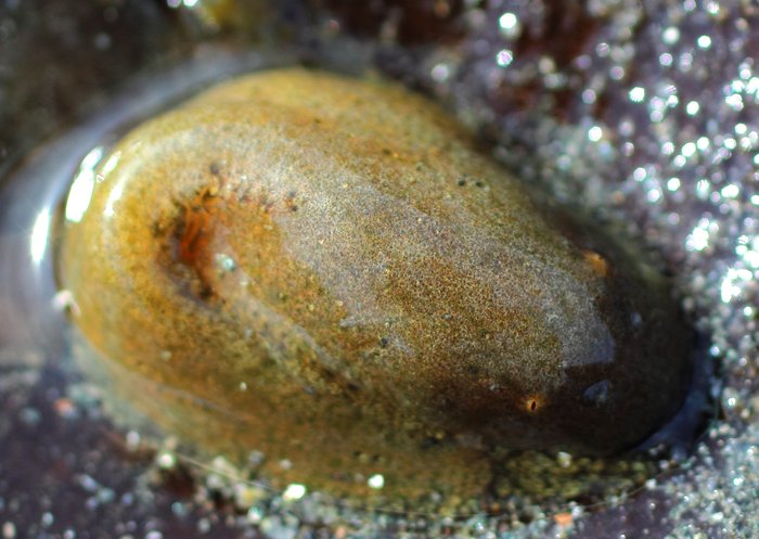 These come in all the hues of the beach, from granite and siltstone grey, to muddy brown, to nearly black