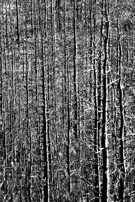 Fire creates stark value contrast more familiar from winter landscapes.