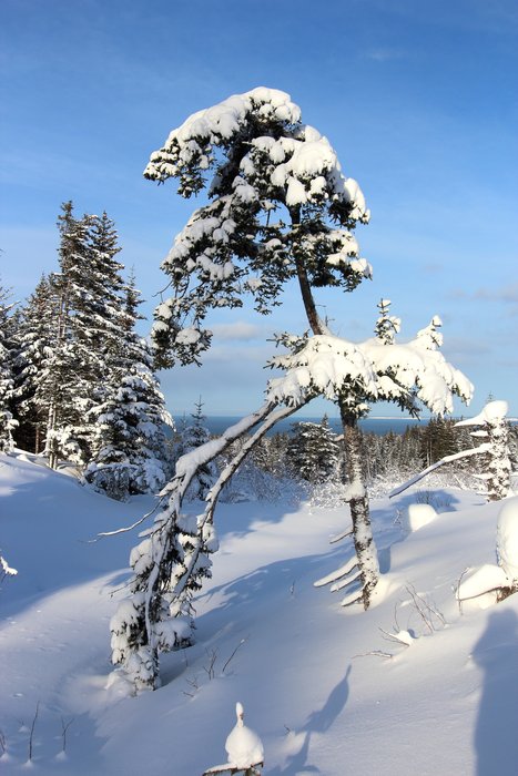 The brances of this spruce bend low into the deep snow in the gully behind the yurt.