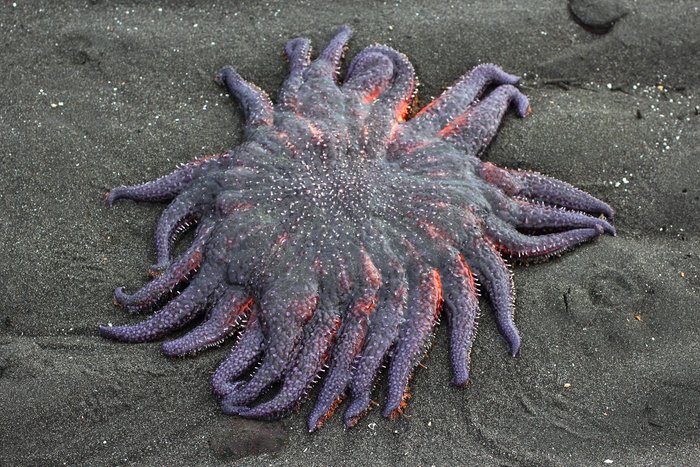 A minus 5.8 tide left this one high and dry in a plain of sand dollars.