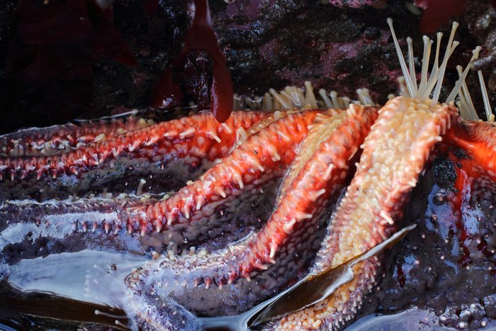 Wedged under a rock at Naskowak Point