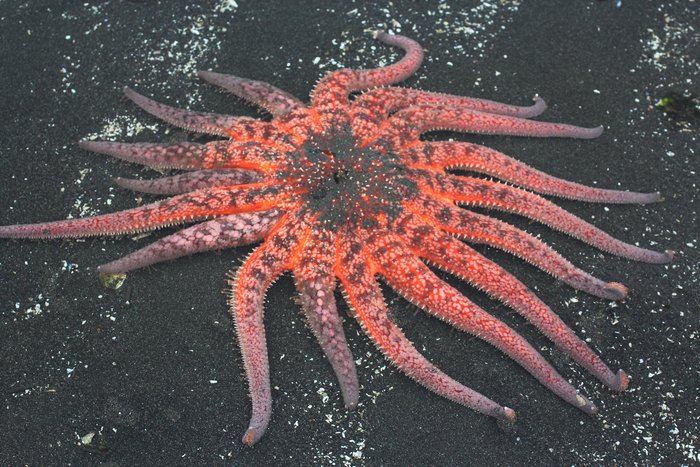 Nearly stranded on a sandflat at a minus 5.8 tide, near Hoen's Lagoon in Seldovia Bay