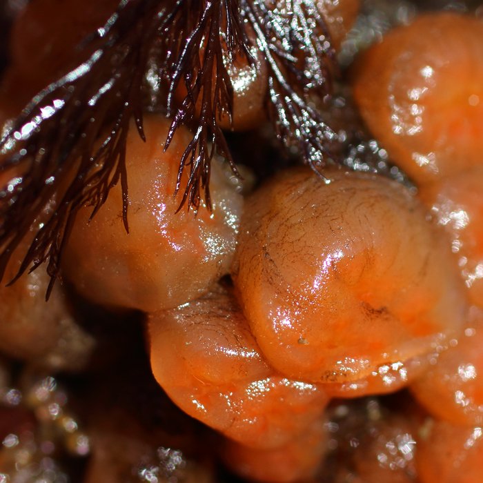 These strange creatures are more closely related to us than any other tidal invertebrate, and are actually chordates. Common on the rocks at Naskowak Point