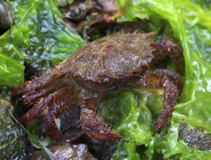 The helmet crab can grow larger than most intertidal crabs. I find it under cobbles, and in sloughs