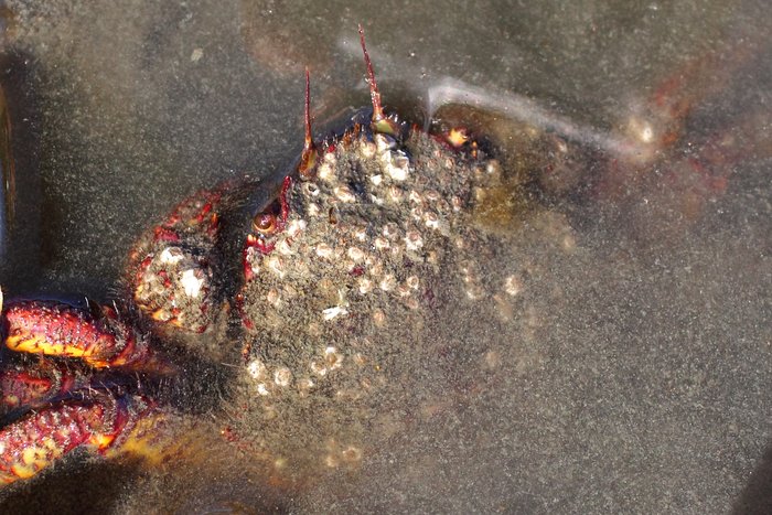 This helmet crab is trying to hide itself under the sand.