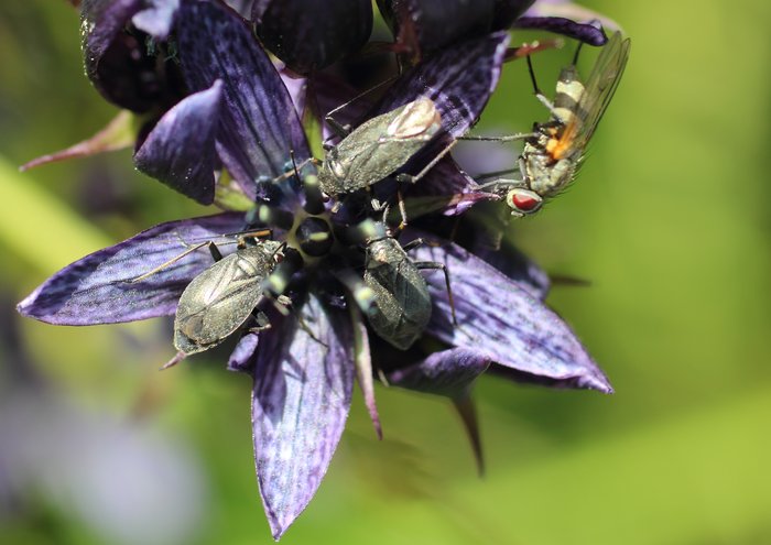 The three bugs on the flower kept kicking the fly to keep it out.
