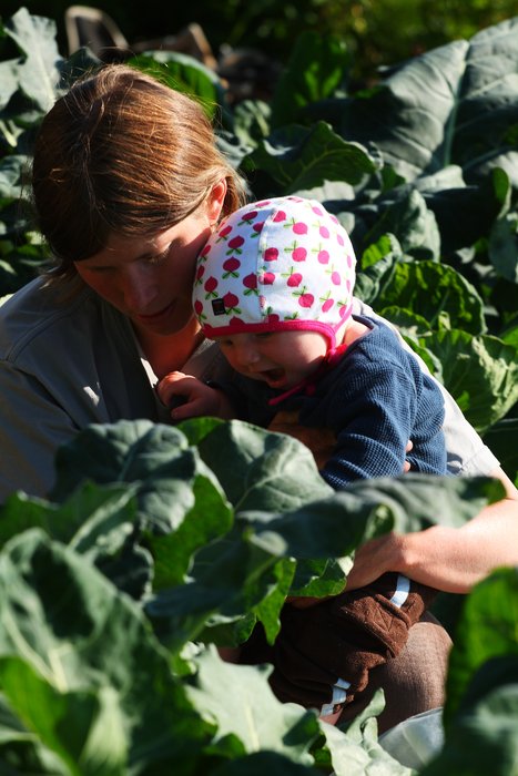 Late July in the garden