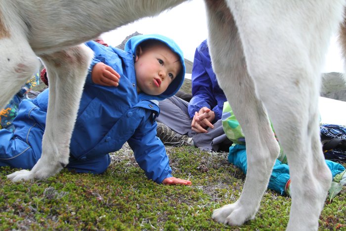At the end of July 2010, ten adults, four babies, and six dogs walked from Red. Mt. to Seldovia.  These photos are from this improbable journey.