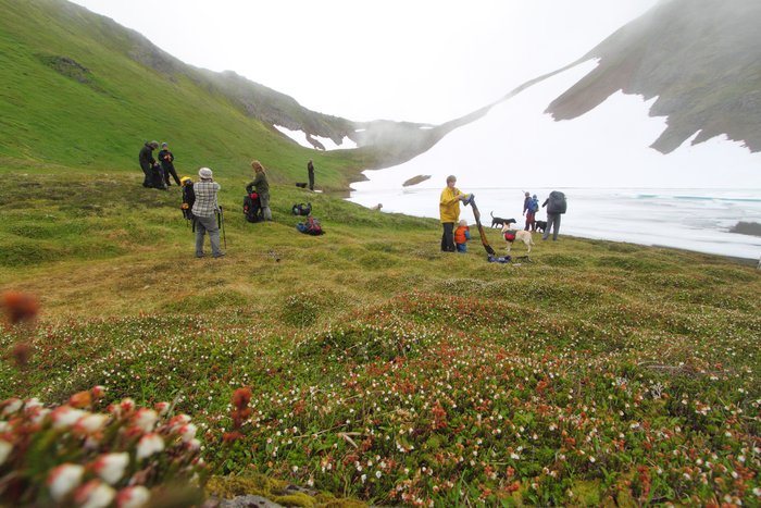 At the end of July 2010, ten adults, four babies, and six dogs walked from Red. Mt. to Seldovia.  These photos are from this improbable journey.