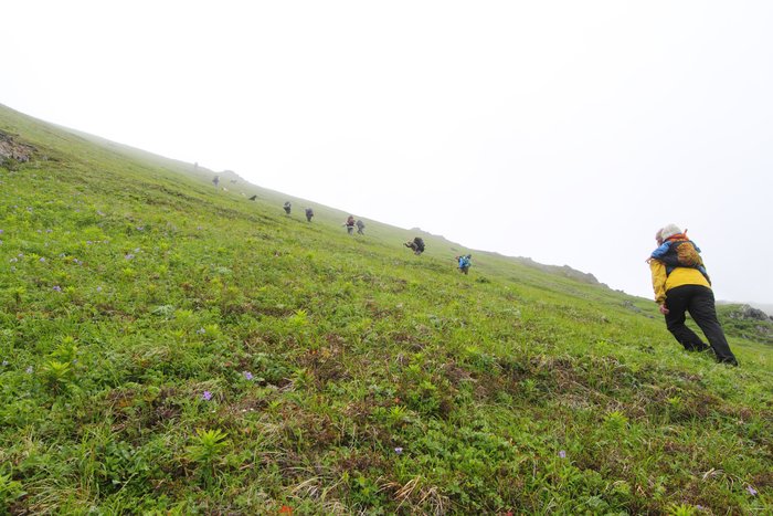 At the end of July 2010, ten adults, four babies, and six dogs walked from Red. Mt. to Seldovia.  These photos are from this improbable journey.