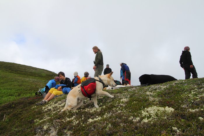 At the end of July 2010, ten adults, four babies, and six dogs walked from Red. Mt. to Seldovia.  These photos are from this improbable journey.