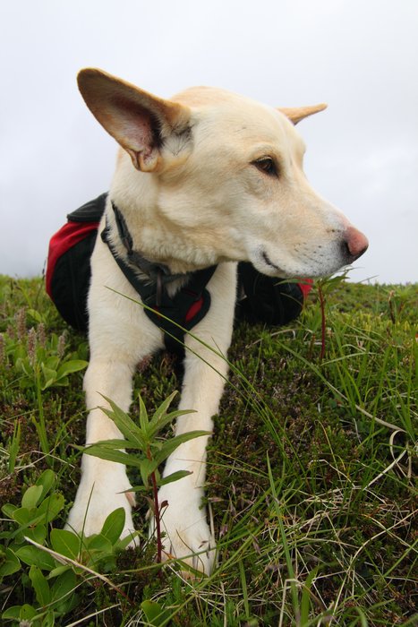 At the end of July 2010, ten adults, four babies, and six dogs walked from Red. Mt. to Seldovia.  These photos are from this improbable journey.