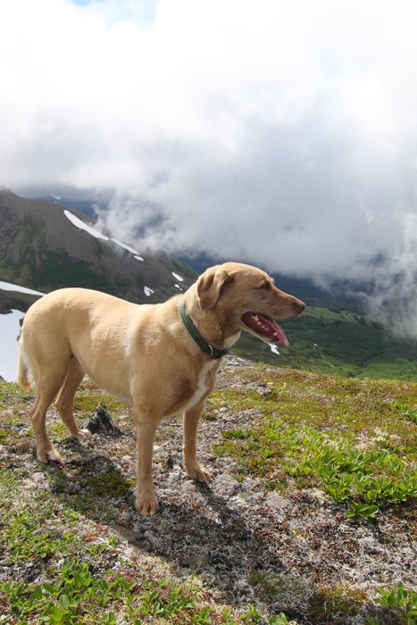 At the end of July 2010, ten adults, four babies, and six dogs walked from Red. Mt. to Seldovia.  These photos are from this improbable journey.