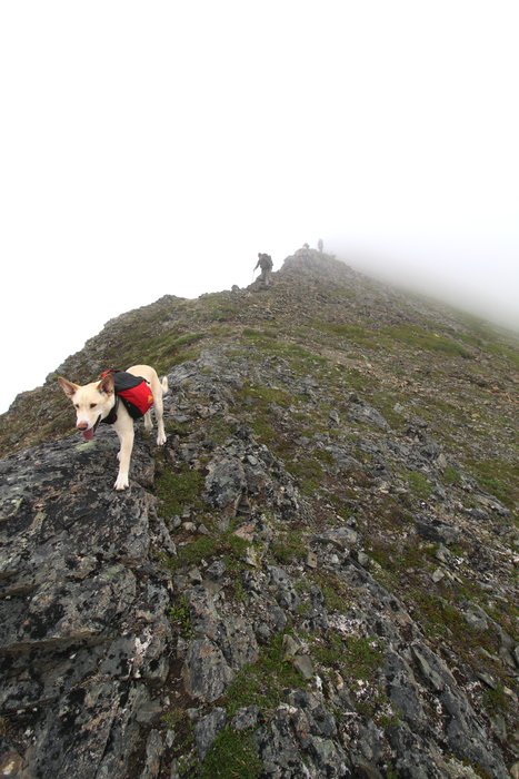 At the end of July 2010, ten adults, four babies, and six dogs walked from Red. Mt. to Seldovia.  These photos are from this improbable journey.