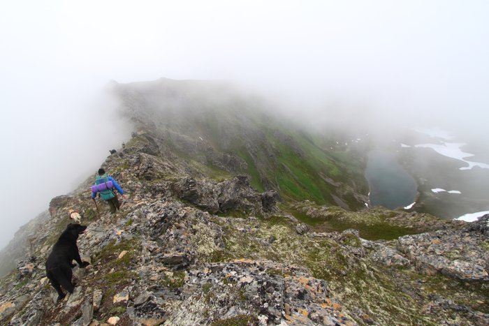 At the end of July 2010, ten adults, four babies, and six dogs walked from Red. Mt. to Seldovia.  These photos are from this improbable journey.