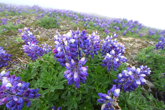 At the end of July 2010, ten adults, four babies, and six dogs walked from Red. Mt. to Seldovia.  These photos are from this improbable journey.