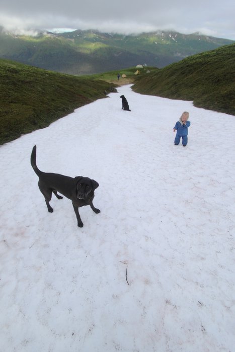 At the end of July 2010, ten adults, four babies, and six dogs walked from Red. Mt. to Seldovia.  These photos are from this improbable journey.