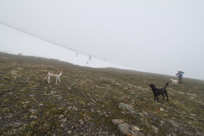 At the end of July 2010, ten adults, four babies, and six dogs walked from Red. Mt. to Seldovia.  These photos are from this improbable journey.