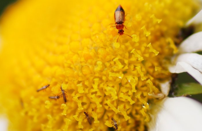 Thrips have been a problem in the garden this year.