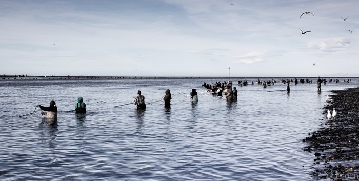 People travel from all over the state for this short and often bountiful fishery that is open only to Alaskan residents.