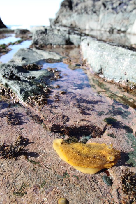 Tidepool between Port Graham and Seldovia