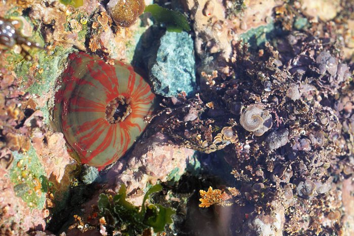 Tidepool near Nanwalek