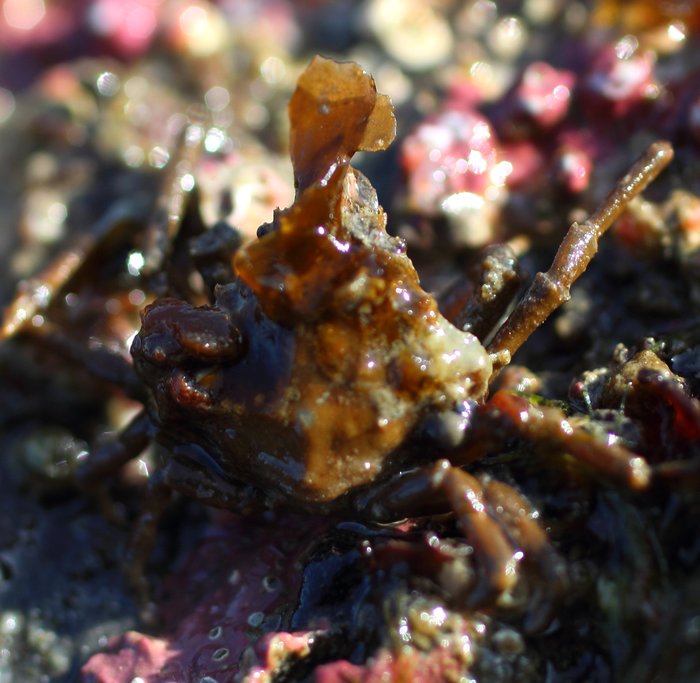 at Inside Beach, Seldovia Bay
