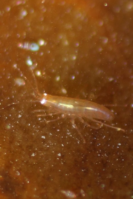 Outside Beach and Naskowak Point