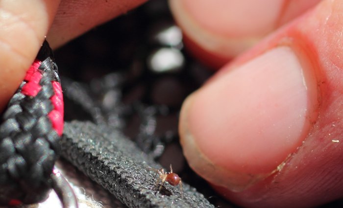 A visiting child found this tiny spider and insisted Erin photograph it.